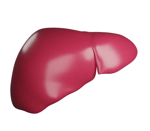 Liver  3D Illustration