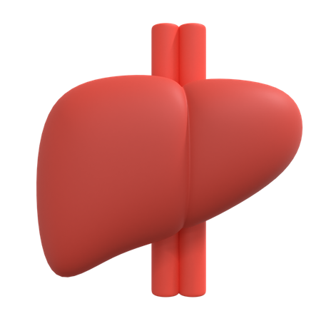 Liver  3D Illustration