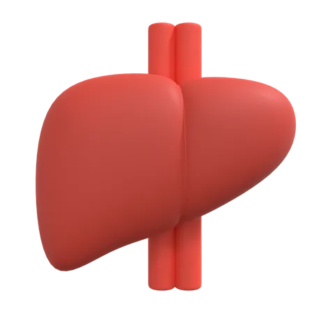 Liver  3D Illustration