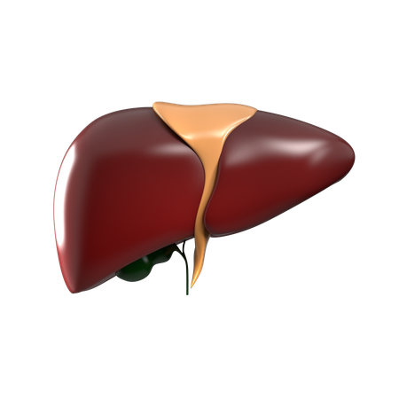 Liver 3D Icon
