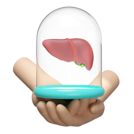 Liver Dome  3D Icon