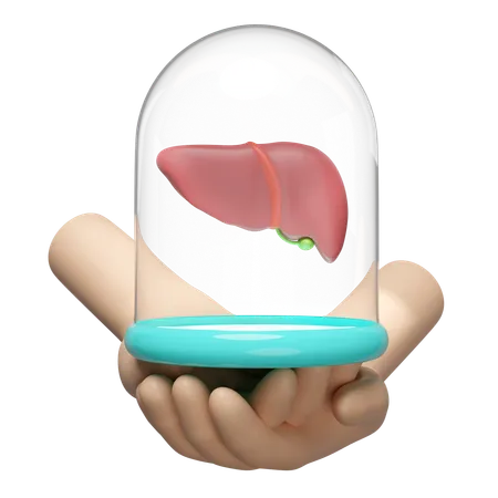 Liver Dome  3D Icon