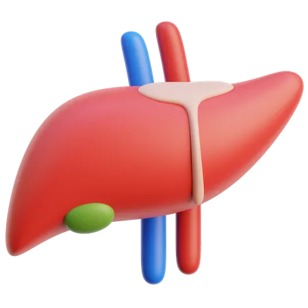 Liver Organ  3D Icon