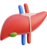 Liver Organ