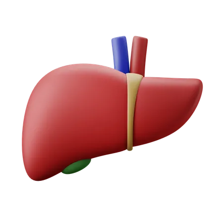 Liver Organ 3D Illustration