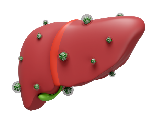 Liver Virus Infection  3D Icon