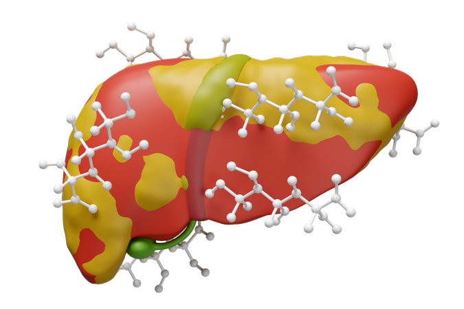 Liver With Glucose  3D Icon