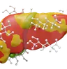 Liver With Glucose