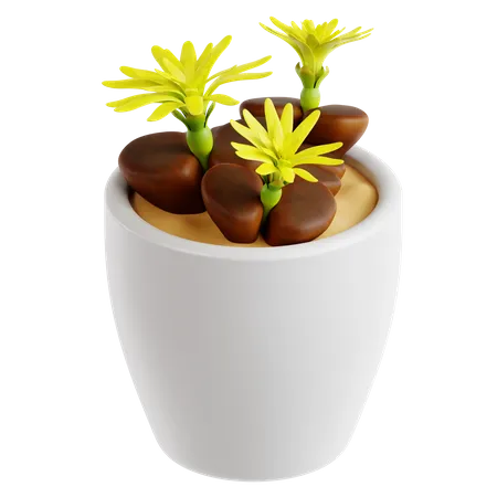 Living Stone Plant  3D Icon