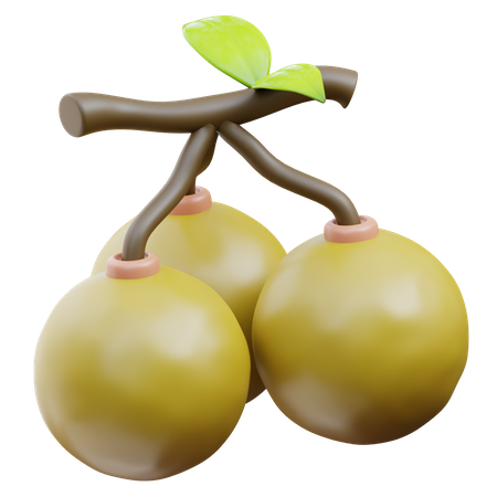 Longan  3D Icon