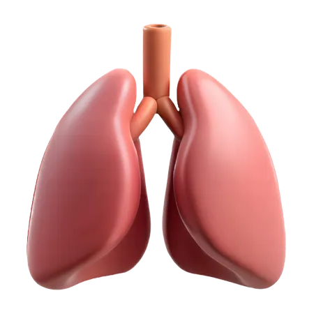 肺  3D Icon