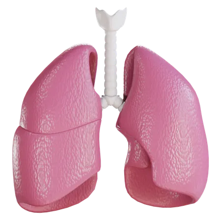 Lung  3D Icon