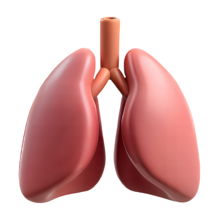 Lung  3D Icon