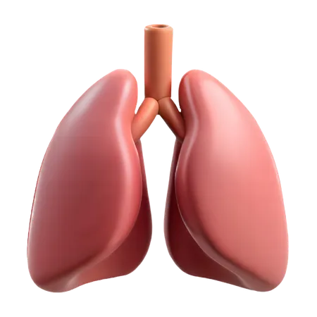 Lung  3D Icon