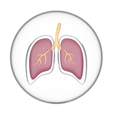 Lung In Glass Dome  3D Icon