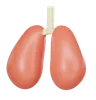 Lung Organ