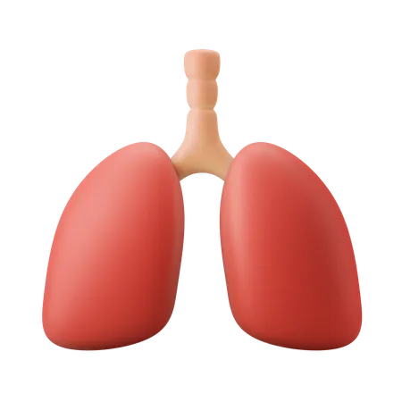 Lungenorgan  3D Illustration