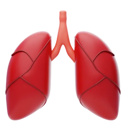 Lungs 3 D Icon Human Lungs Internal Organ 3 D Illustration 3D Icon
