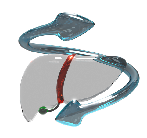Lungs  3D Icon