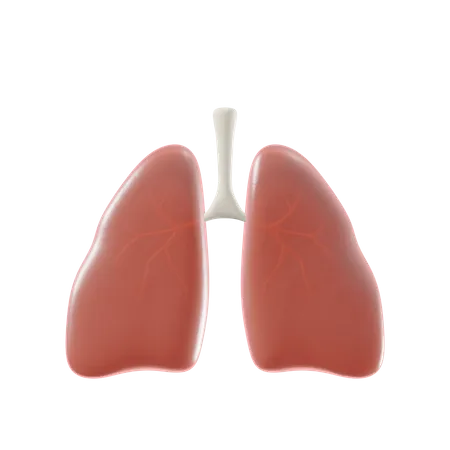 Lungs  3D Illustration