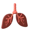 Lungs