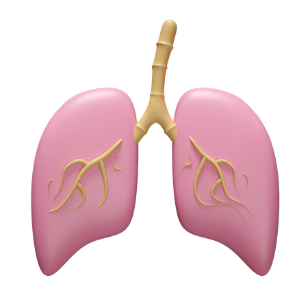 Lungs  3D Icon