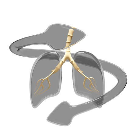 Lungs  3D Icon