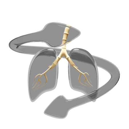 Lungs  3D Icon
