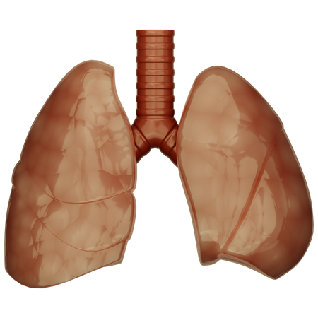 Lungs  3D Icon