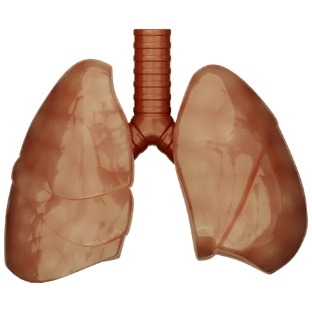 Lungs  3D Icon