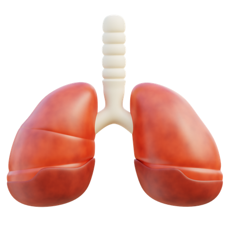 Lungs  3D Icon