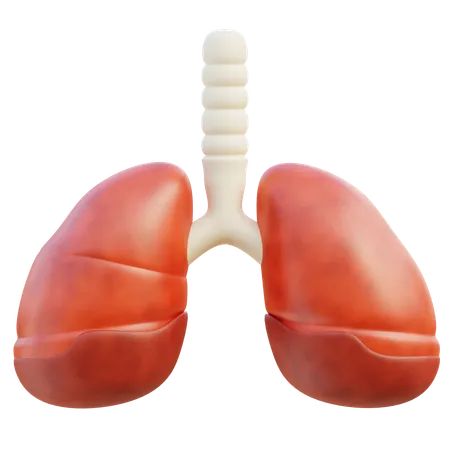 Lungs  3D Icon