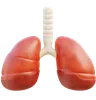 Lungs