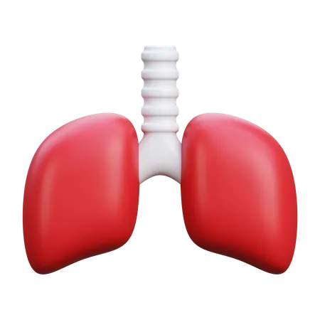 Lungs  3D Icon