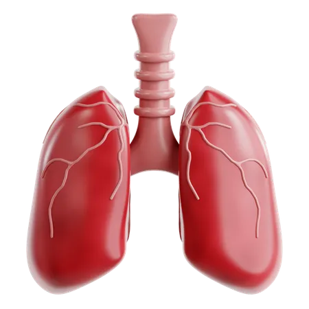 Lungs  3D Icon