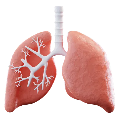 Lungs  3D Icon