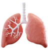 Lungs