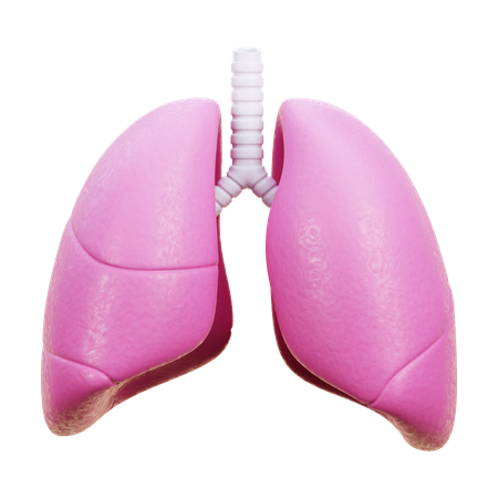 Lungs  3D Icon