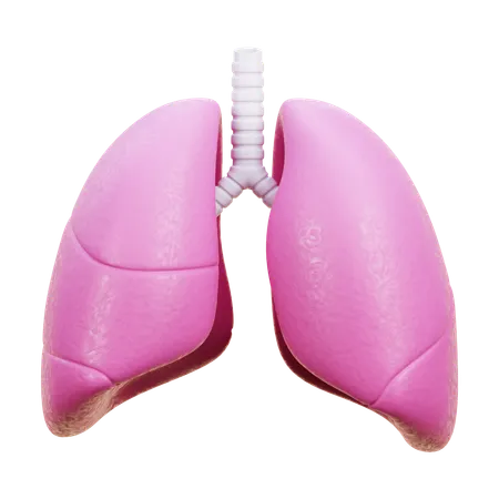 Lungs  3D Icon