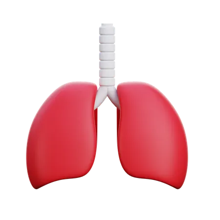 Lungs  3D Icon