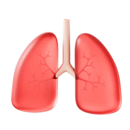 Lungs  3D Icon