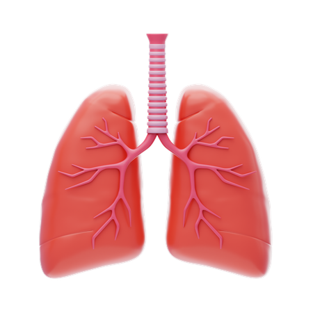 Lungs  3D Icon