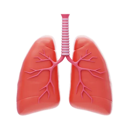 Lungs  3D Icon