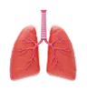 Lungs