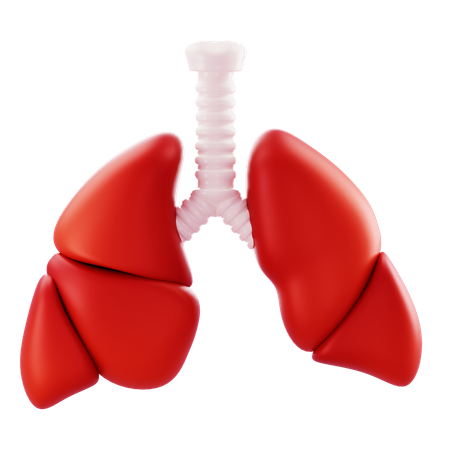 Lungs  3D Icon