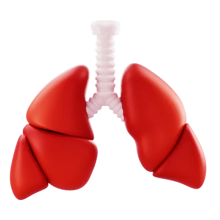 Lungs  3D Icon