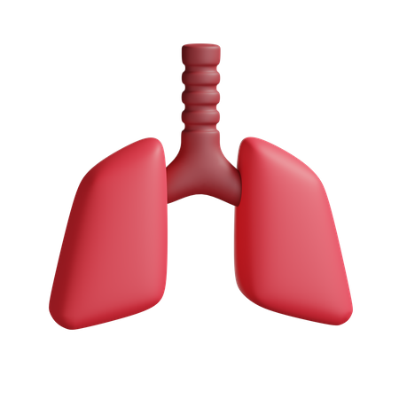 Lungs  3D Illustration