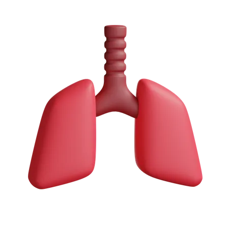 Lungs  3D Illustration