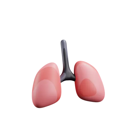 Lungs  3D Illustration