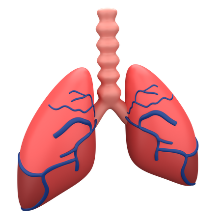 Lungs  3D Illustration